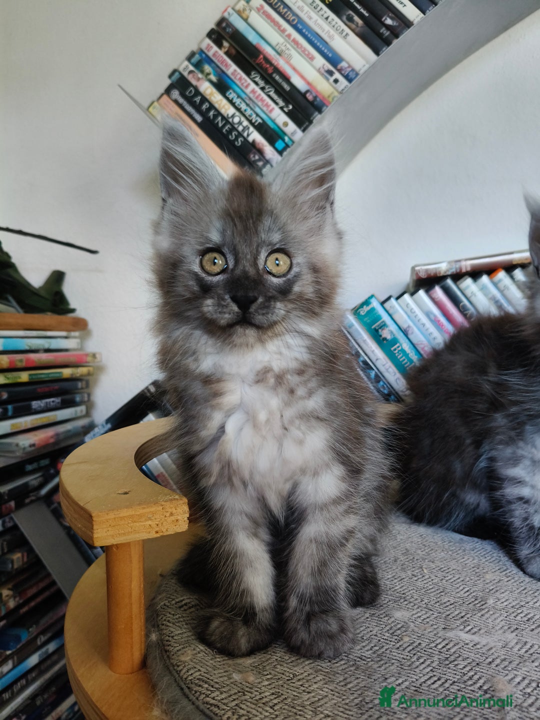 Maine Coon gatti in vendita: Maine Coon femmina black smoke  - Annuncio 9