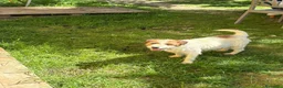 Jack Russell cani in vendita: Cuccioli Jack Russell cercano casa - Annuncio 17