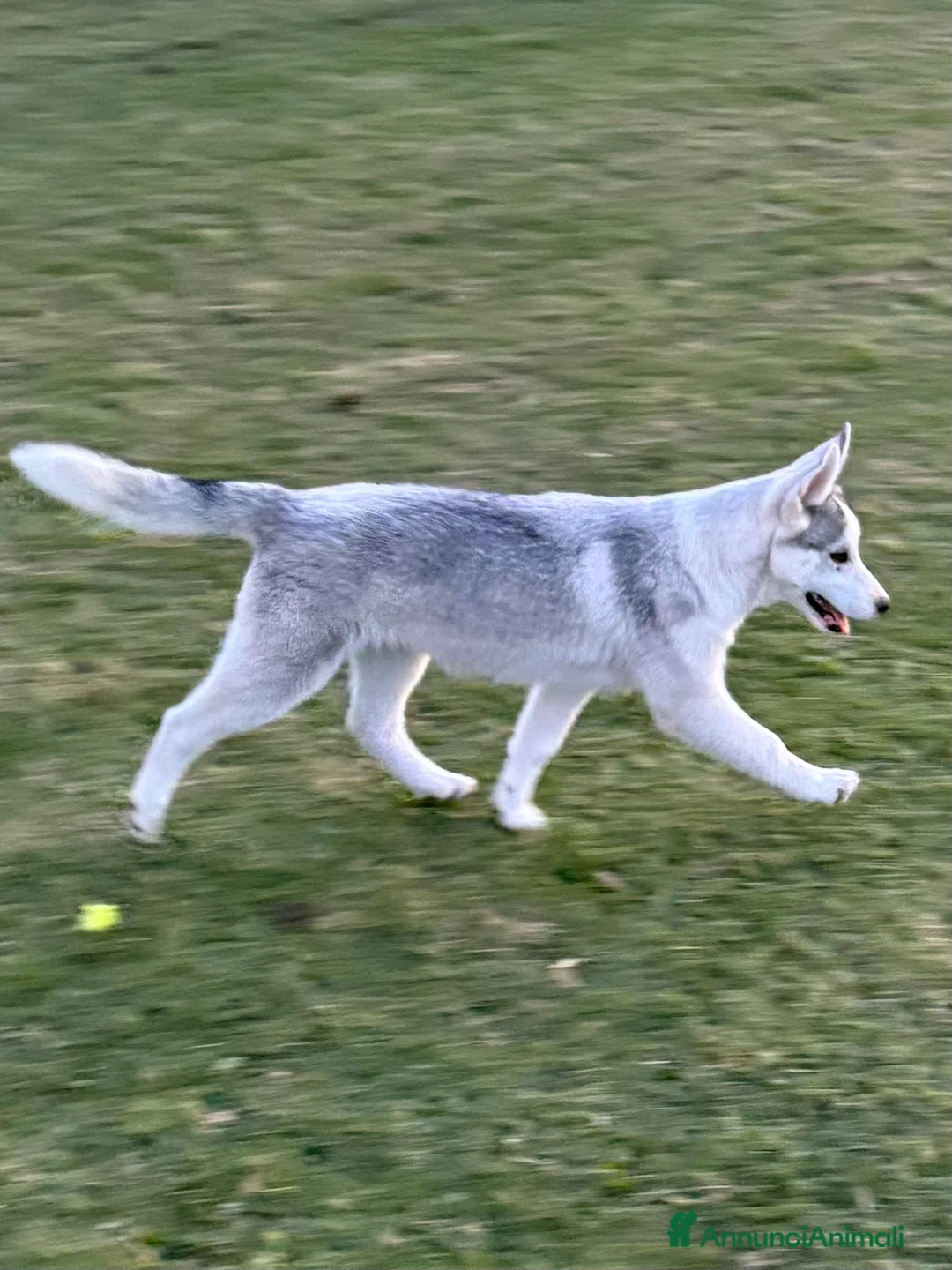 Husky cani in vendita: Siberian Husky, cuccioli alta genealogia  a Provincia di Ravenna - Annuncio 6