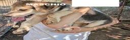Meticcio cani in regalo: Cuccioli meticci cercano casa - Annuncio 23