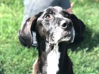 Meticcio cani Help per Nestore, facciamolo uscire dalla gabbia! a Provincia di Latina - Annuncio 20