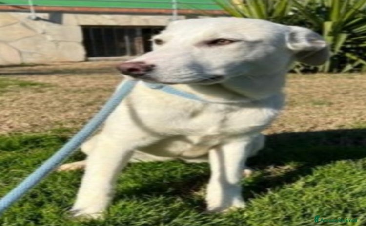 Meticcio cani a Città metropolitana di Milano - Annuncio 15