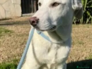 Meticcio cani Mix Labrador femmina 3anni in box da sempre.MATERA - Annuncio 4