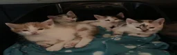 Europeo gatti in regalo: Gattini in regalo  - Annuncio 1