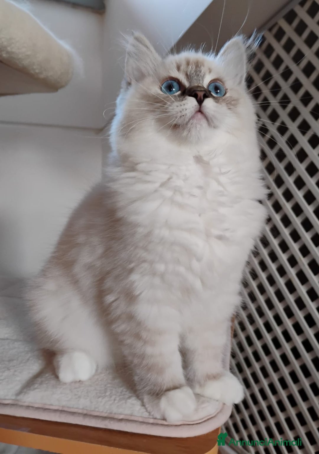 Ragdoll gatti in vendita: RAGDOLL cuccioli  - Annuncio 5