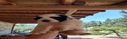 Altre razze cani in vendita: Romanian Mioritic shepherd dog  - Annuncio 3