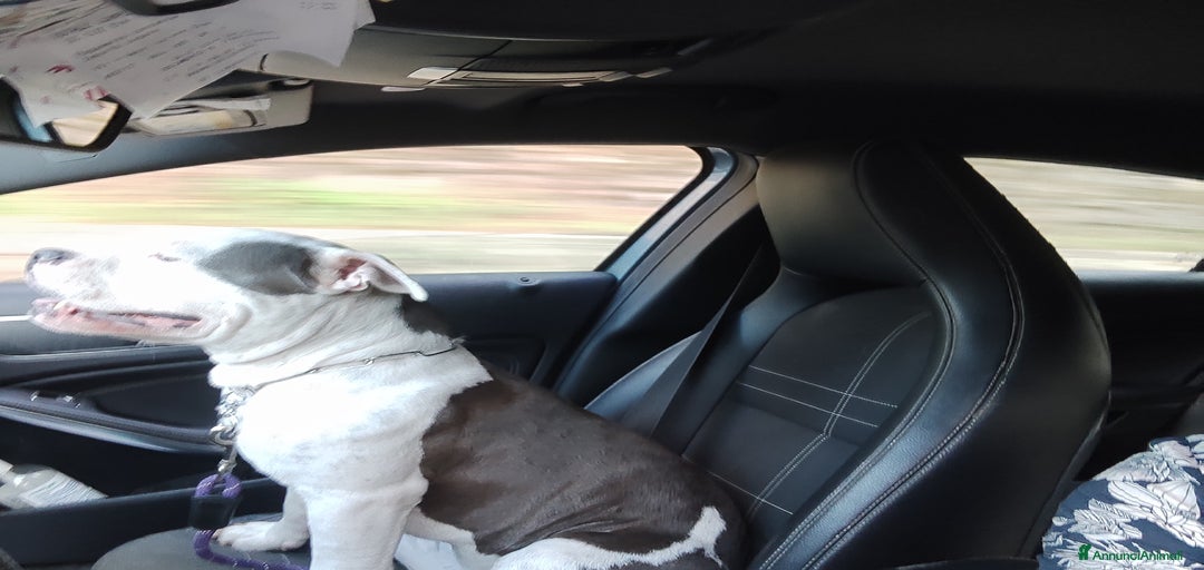 Immagine della galleria {{count}}