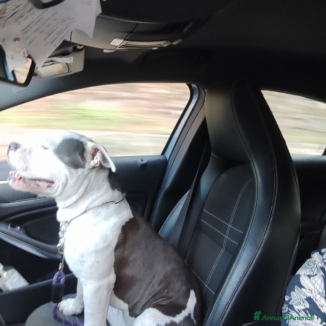 Immagine della galleria {{count}}