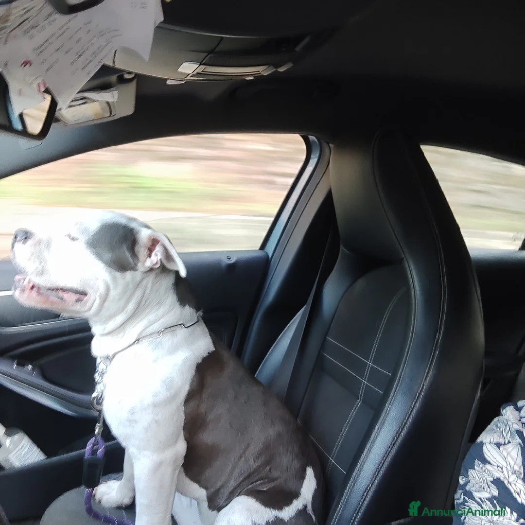 Immagine della galleria {{count}}