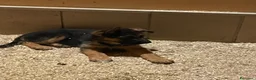 Pastore Tedesco cani in vendita: Cuccioli da esposizione  - Annuncio 3