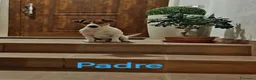 Jack Russell cani in vendita: Cuccioli di Jack Russell a Provincia di Teramo - Annuncio 3