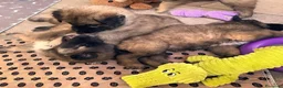 Pastore Belga cani in vendita: Vendita cuccioli pastore belga tervueren a Provincia di Brescia - Annuncio 6