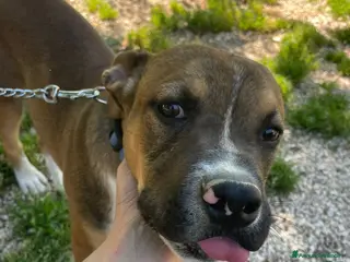 Pitbull cani LO SPLENDIDO CHOCHITO - Annuncio 1