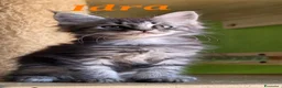 Maine Coon gatti in vendita: Cuccioli Maine Coon  - Annuncio 5