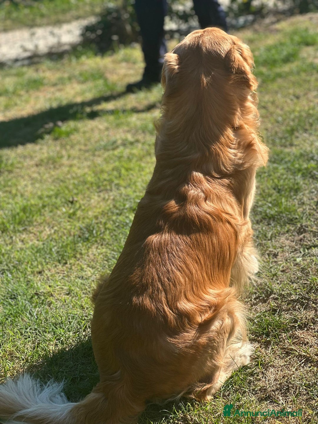 Golden Retriever cani per accoppiamento: Cerco fidanzata - Annuncio 7