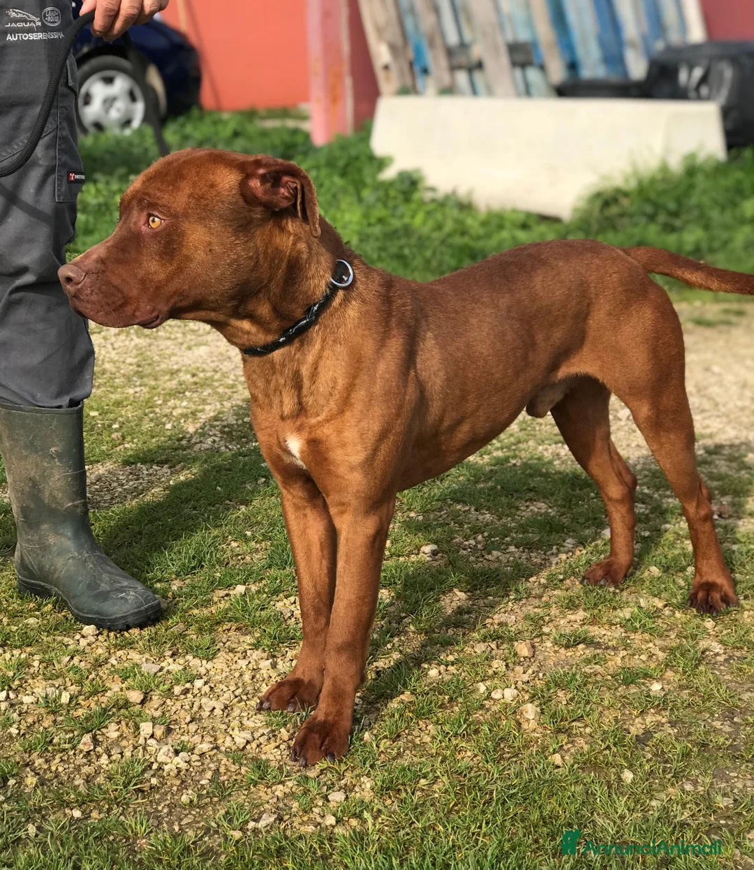 Altre razze cani in regalo: EVANDER, sguardo malinconico  a Provincia di Latina - Annuncio 7