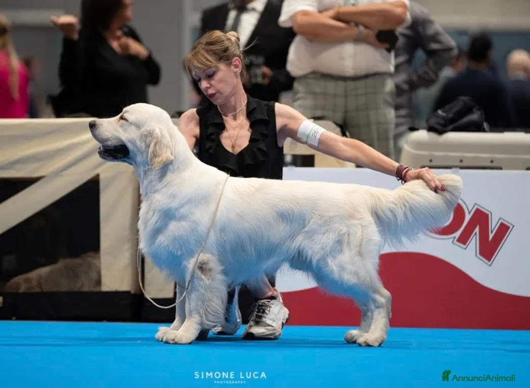 Golden Retriever cani in vendita: Cuccioli Golden Retriever  - Annuncio 2