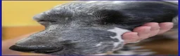 Setter Inglese cani in regalo: SCALEA SIMIL SETTER 5 ANNI E MEZZO, SPLENDIDA REGI - Annuncio 2