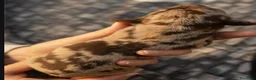 Bassotto cani in vendita: CUCCIOLI DI BASSOTTO NATI IN CASA a Provincia di Varese - Annuncio 5