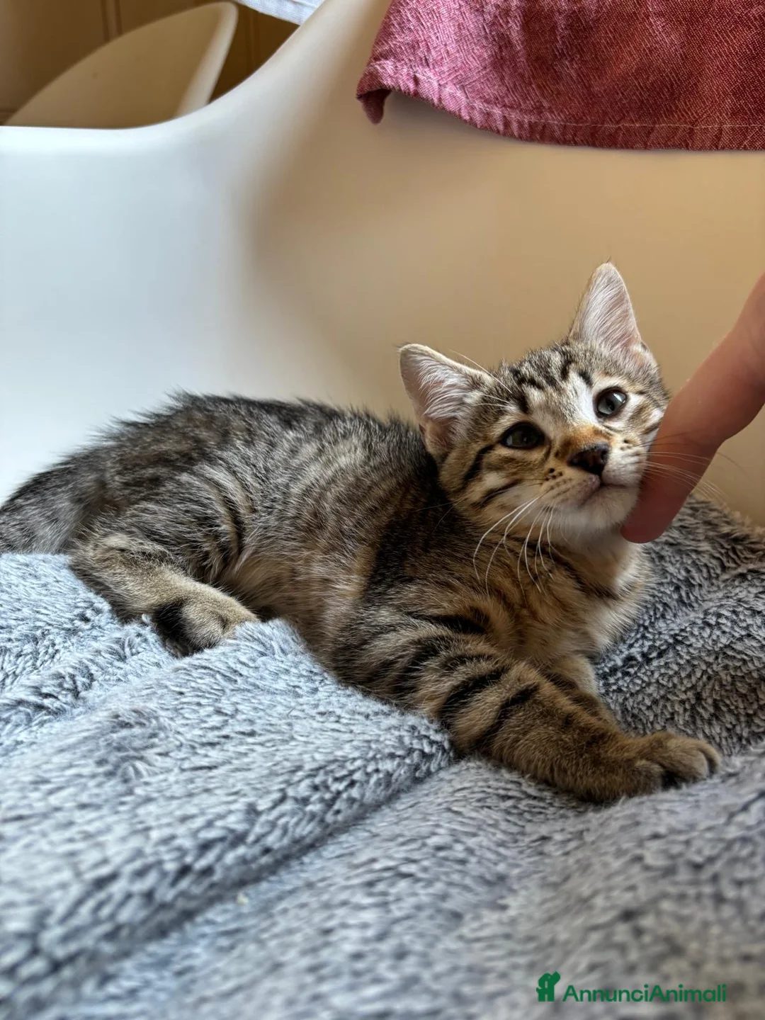 Europeo gatti in regalo: Gattina in regalo a Provincia di Parma - Annuncio 1