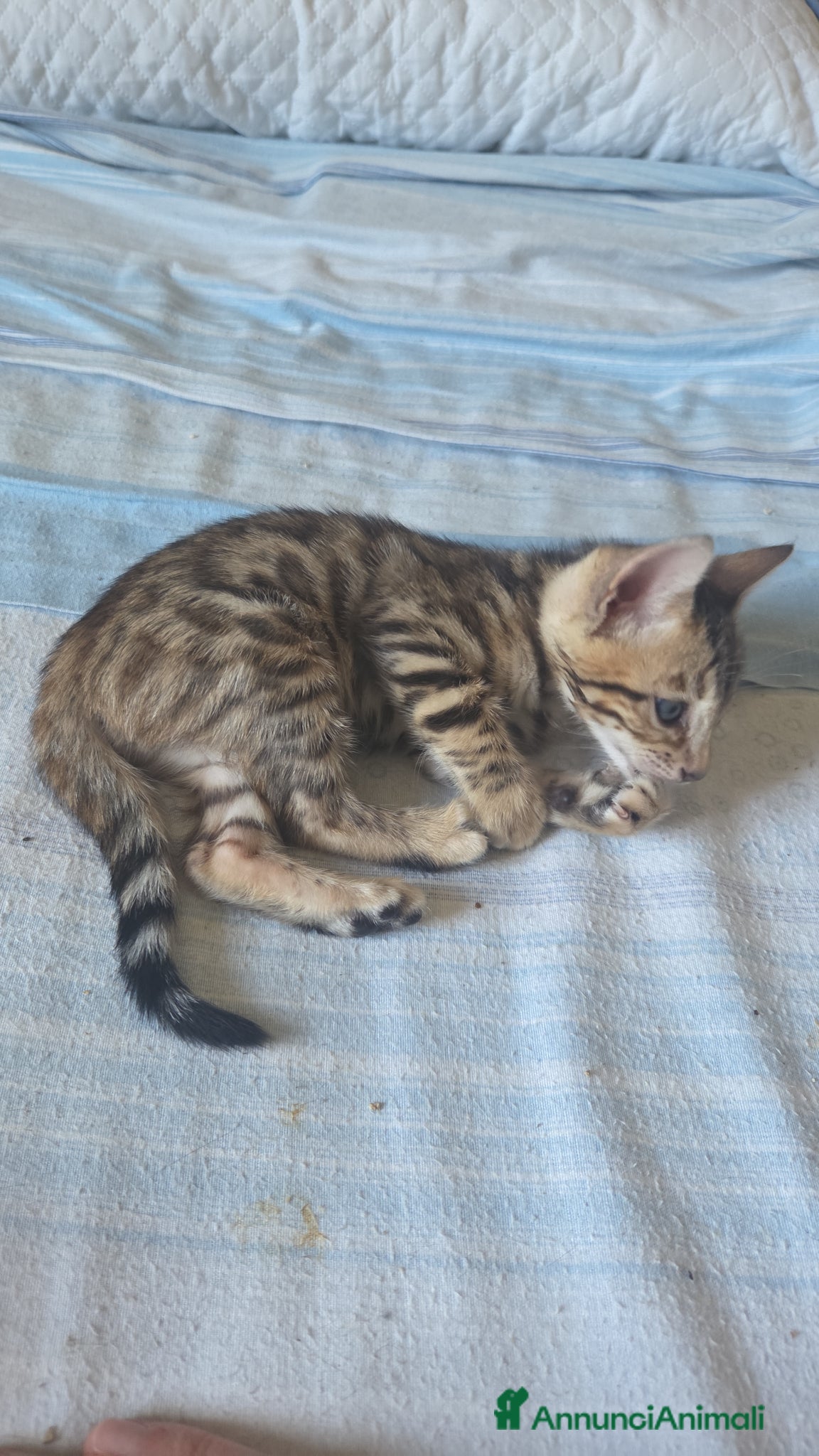 Bengala gatti Vendita di cuccioli Bengala - Annuncio 20