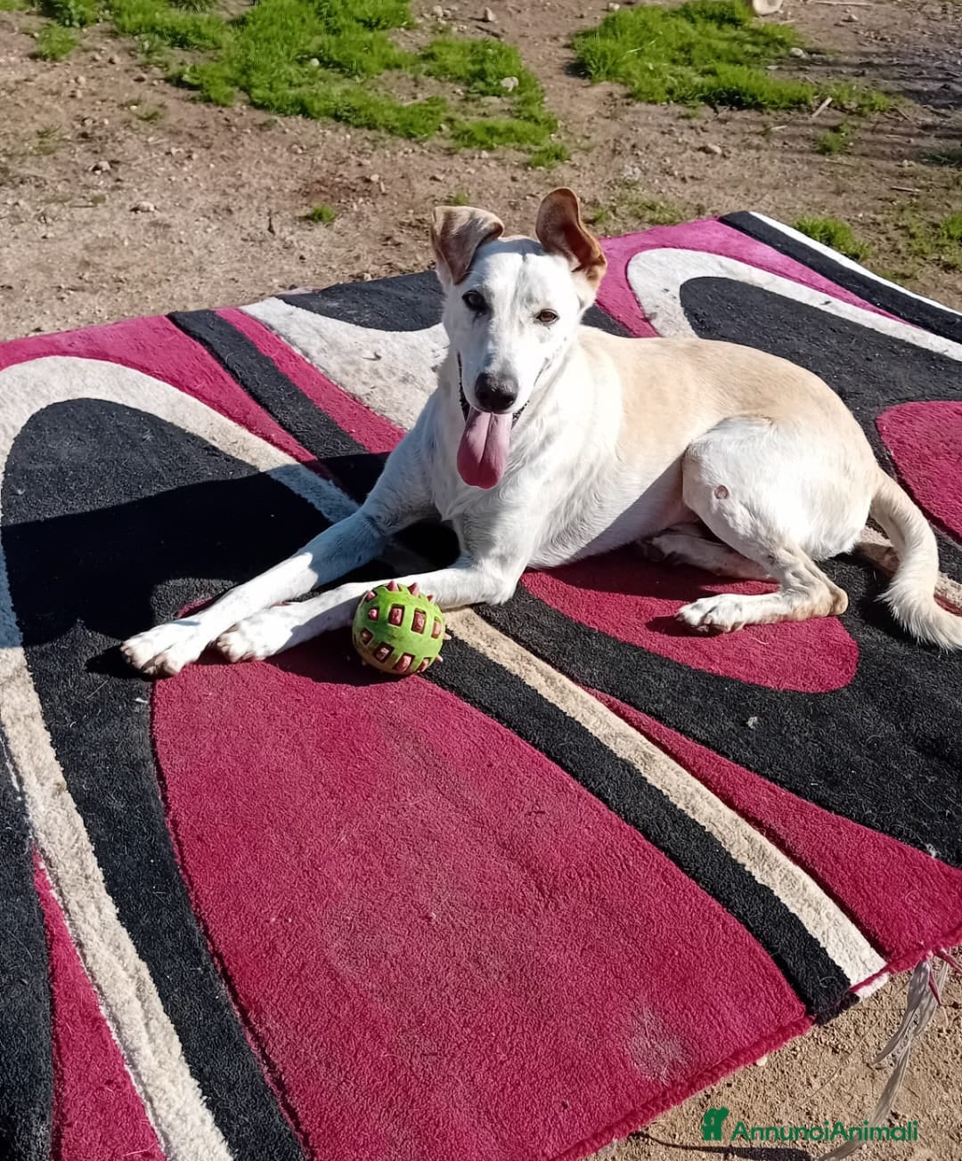 Meticcio cani in regalo: spritz - Annuncio 5