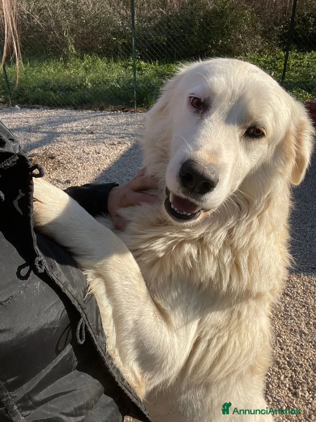Meticcio cani in regalo: IL DOLCISSIMO E BELLISSIMO OSLO a Città metropolitana di Roma Capitale - Annuncio 1