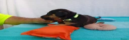 Meticcio cani in regalo: Cuccioli mix Pastore Tedesco, neanche 2 mesi  - Annuncio 18