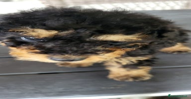 Barboncino cani a Città metropolitana di Milano - Annuncio 15