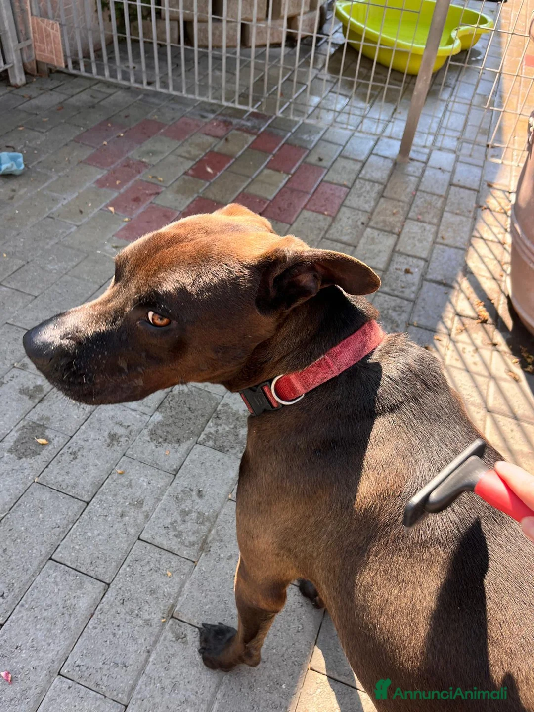 Meticcio cani in regalo: NIGEL CERCA CASA - Annuncio 2