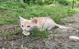 Altre razze gatti in regalo: 7 gattini stanno cercando casa a Provincia di Ascoli Piceno - Immagine 7