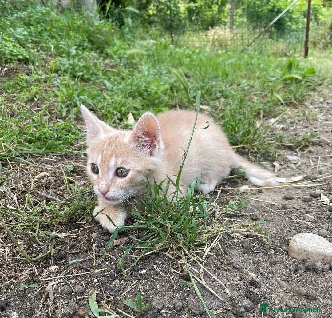 Altre razze gatti in regalo: 7 gattini stanno cercando casa a Provincia di Ascoli Piceno - Immagine 7