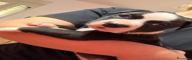 Pitbull Cucciolo 4 - maschio