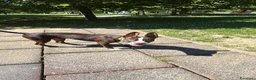 American Staffordshire cani in vendita: Cucciolo di amstaff  a Provincia di Treviso - Annuncio 4