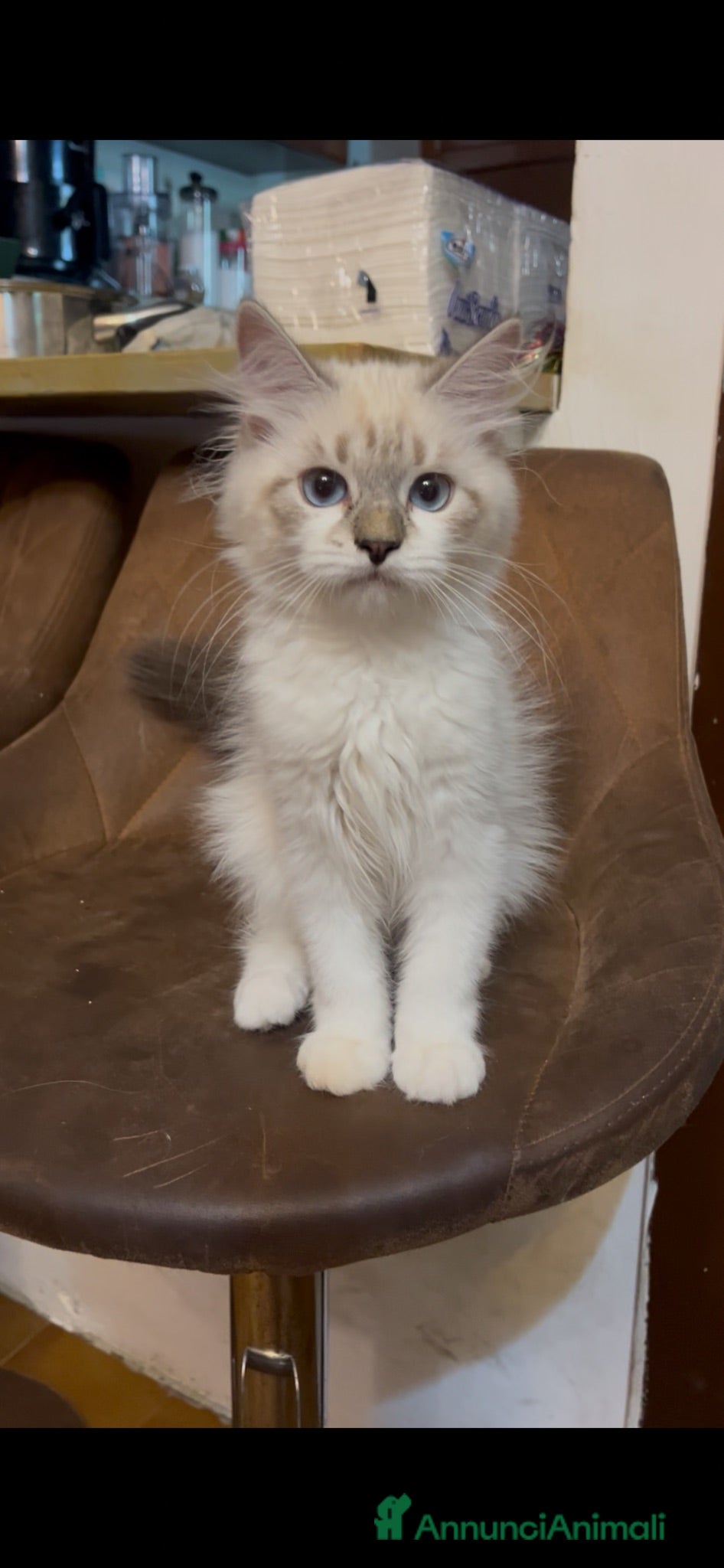 Siberiano gatti cuccioli siberiano neva masquerade  - Annuncio 4