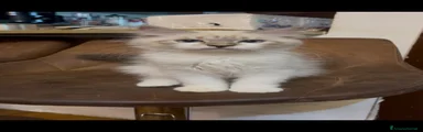 Siberiano 2