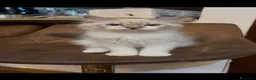 Siberiano gatti in vendita: cuccioli siberiano neva masquerade  - Annuncio 1
