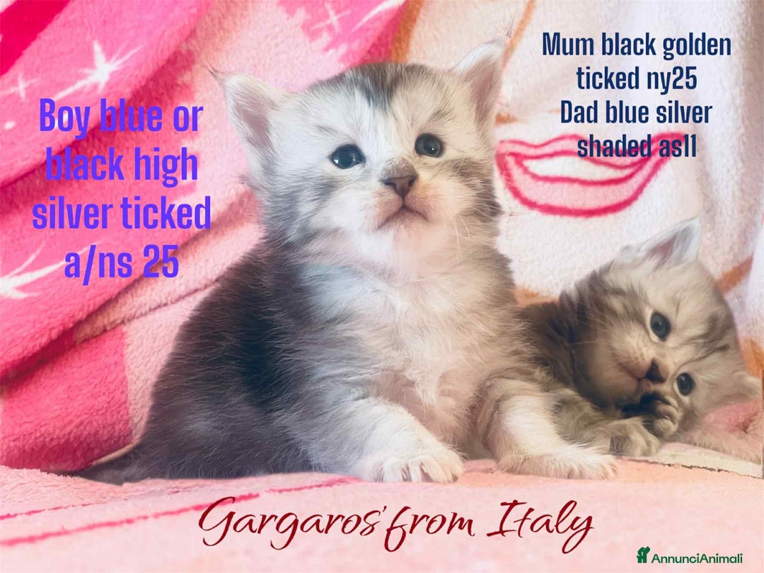 Maine Coon gatti in vendita: Cuccioli Maine coon linea shaded e golden a Provincia di Foggia - Immagine 2