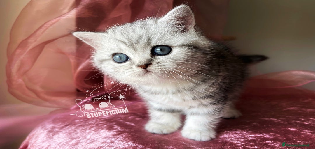 Immagine della galleria {{count}}