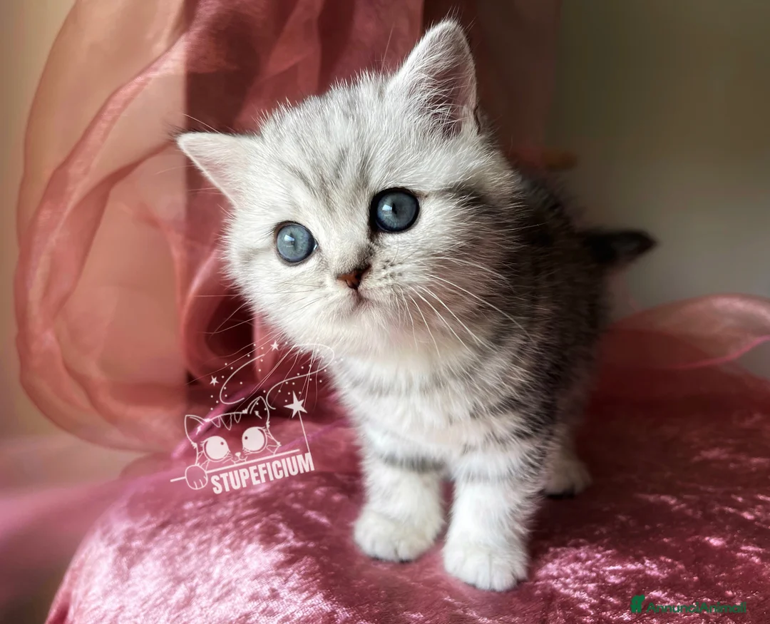 Immagine della galleria {{count}}