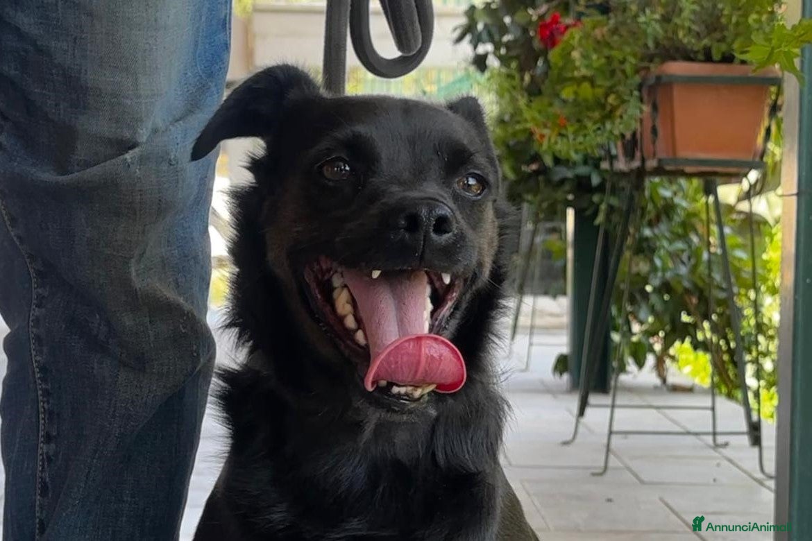 Meticcio cani Bart, un cagnolino piccolino tanto sfortunato a Pomezia - Annuncio 2