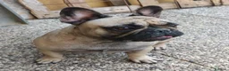 Bulldog Francese cani in vendita: Cuccioli French Buldog Taglia Piccola e Compatta  - Annuncio 6