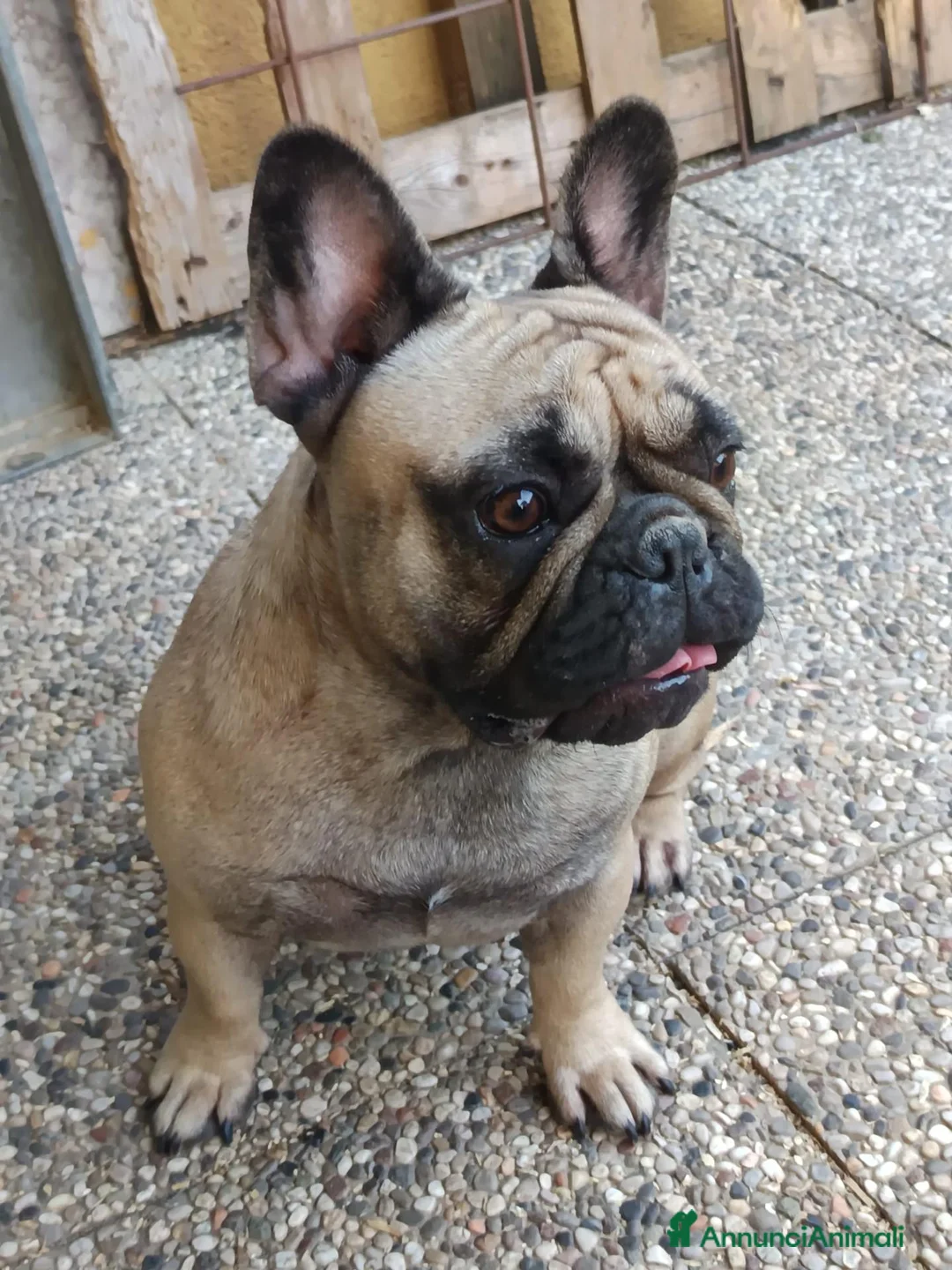 Bulldog Francese cani in vendita: Cuccioli French Buldog Taglia Piccola e Compatta  - Annuncio 6