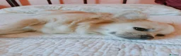Chihuahua cani in vendita: Cuccioli di chihuahua  - Annuncio 10