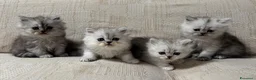 Persiano gatti in vendita: Gattini cuccioli persiano  - Annuncio 5
