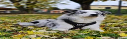 Border Collie cani per accoppiamento: Bellissimo Border con Pedigree per Accoppiamento a Provincia di Cremona - Annuncio 3