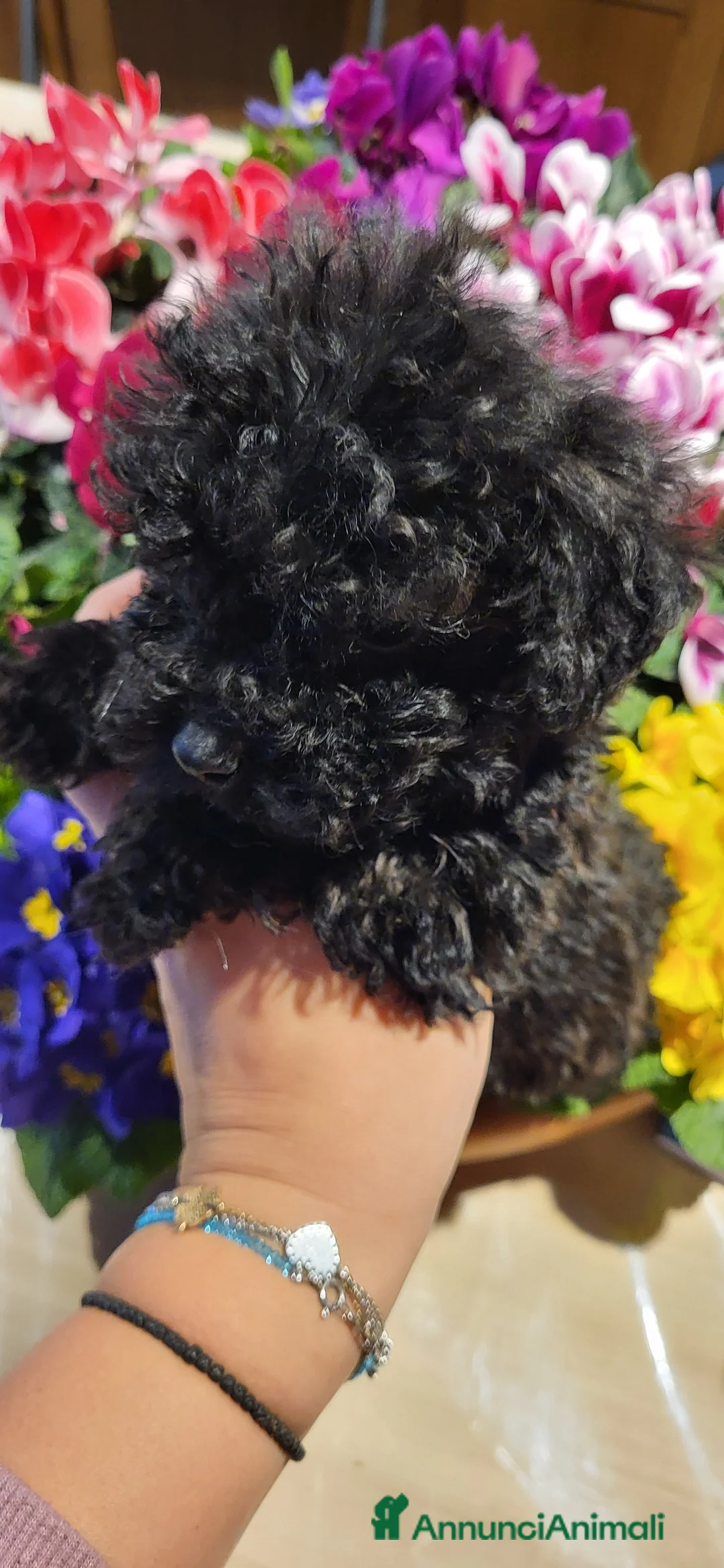 Barboncino cani in vendita: Barboncino cucciolo - Annuncio 1