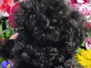 Barboncino cani Barboncino cucciolo - Annuncio 2