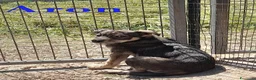 Meticcio cani in regalo: Aron e Jago dolcissimi cuccioli in adozione - Annuncio 2