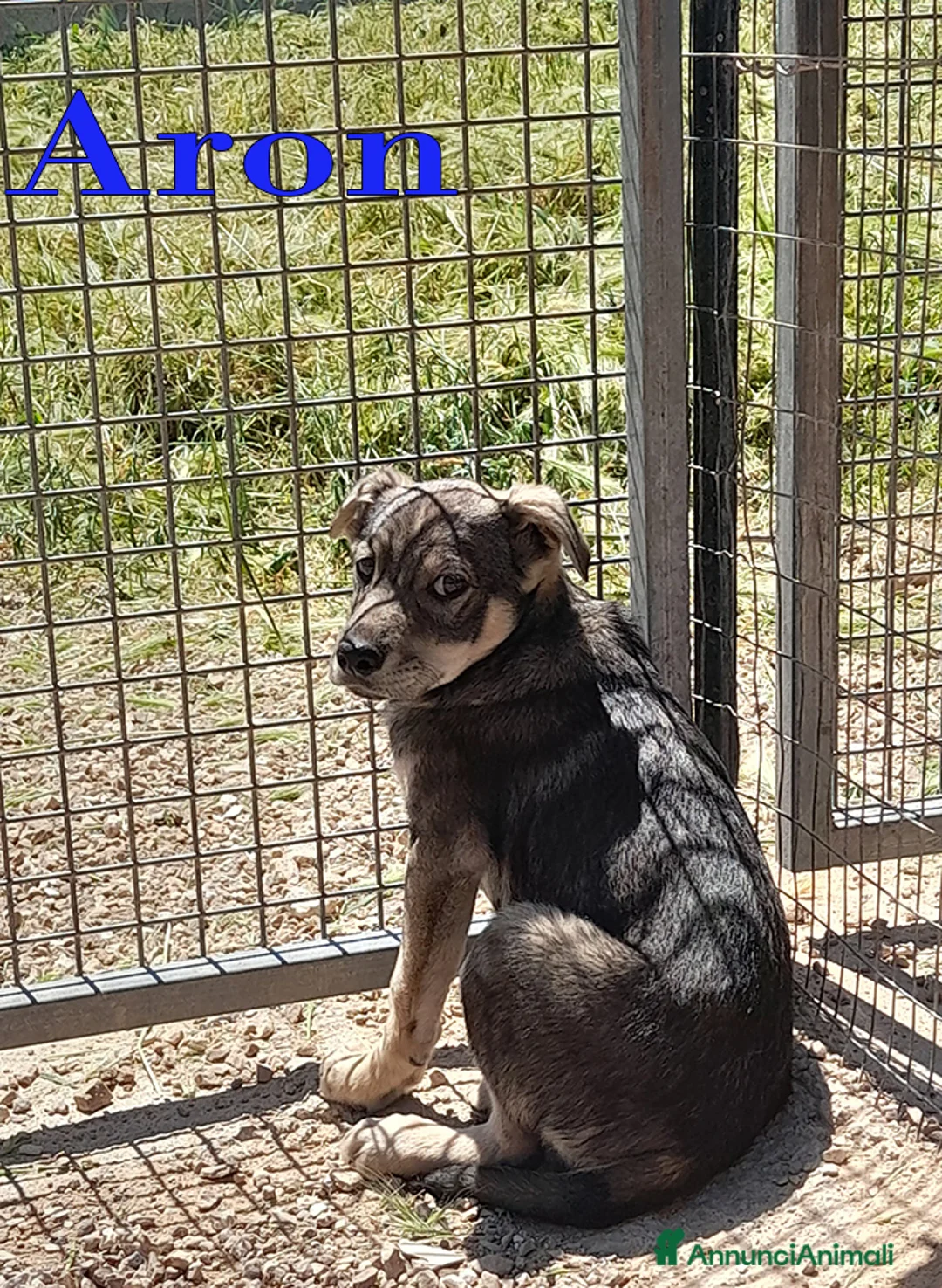 Meticcio cani in regalo: Aron e Jago dolcissimi cuccioli in adozione - Annuncio 2